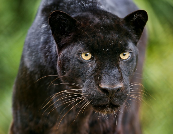 Tambako The Jaguar/Flickr