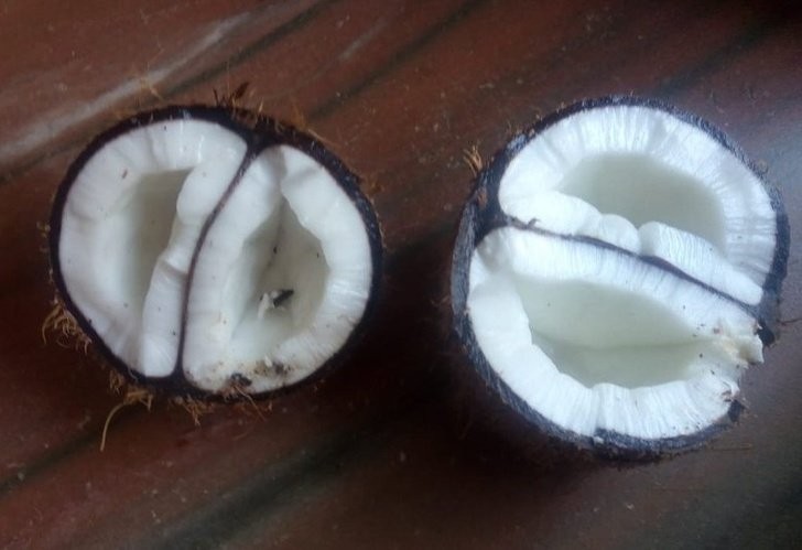 15. A l'intérieur de cette noix de coco, il y en avait deux qui se cachaient !