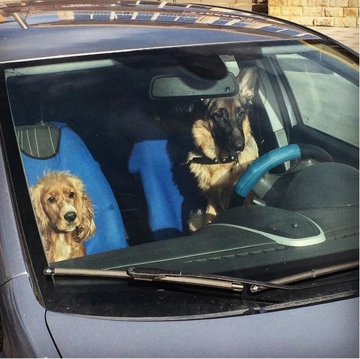 12. Ze kunnen niet met andere honden overweg