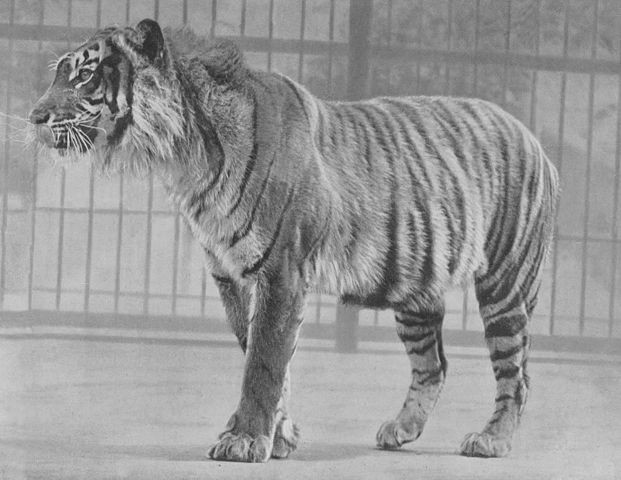 Tigre de Java