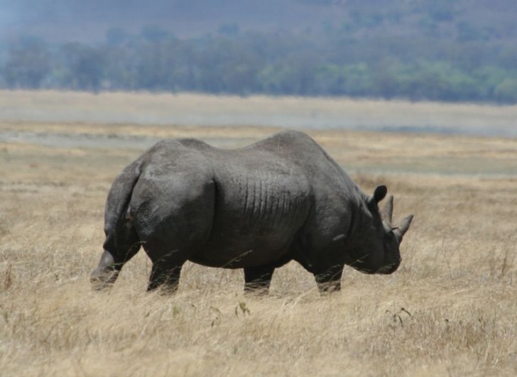 Rhinocéros noir africain