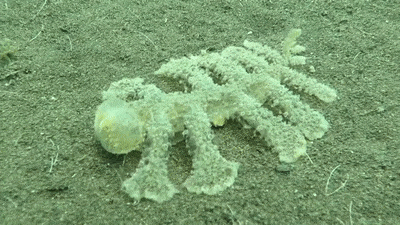 11. On dirait un mille-pattes, mais ce n'est pas ça. Cet escargot de mer a été découvert sur la côte de Bali en 2016.