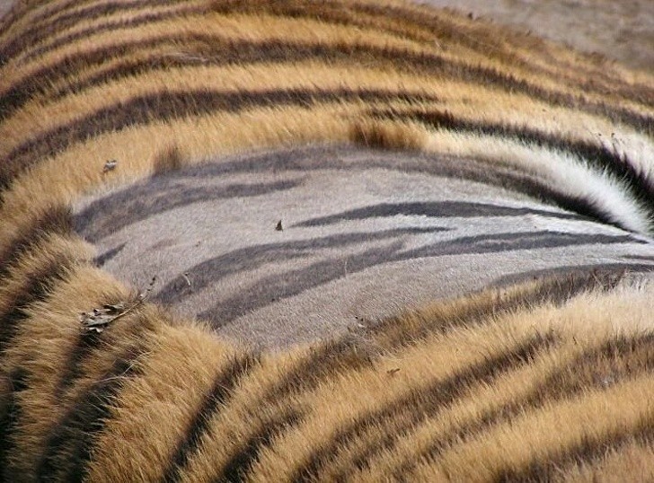 12. De gestreepte huid van een tijger lijkt op een speelveld wanneer deze wordt geschoren
