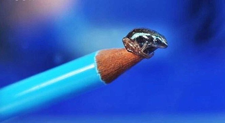 20. La plus petite grenouille du monde est aussi la plus mortelle. Un de ses baisers est cent fois plus puissant que la morphine !