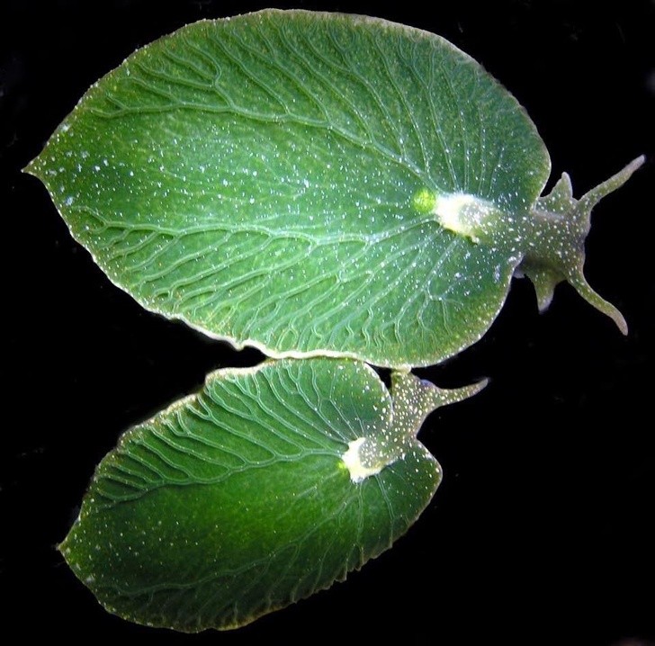 3. Het is geen blad, maar een zeldzame zeeslak die 9 maanden kan vasten dankzij de voordelen van fotosynthese die typisch is voor planten