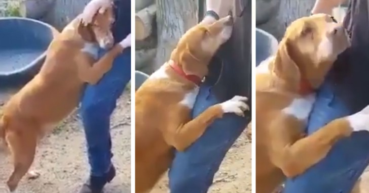 El periodista entra a la perrera para escribir una historia pero un perro no deja de abrazarlo: al final se lo lleva con él - 1