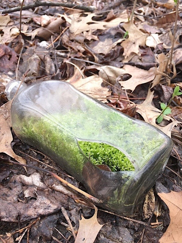 12. Una bottiglia con dentro del muschio, ritrovata nel bosco