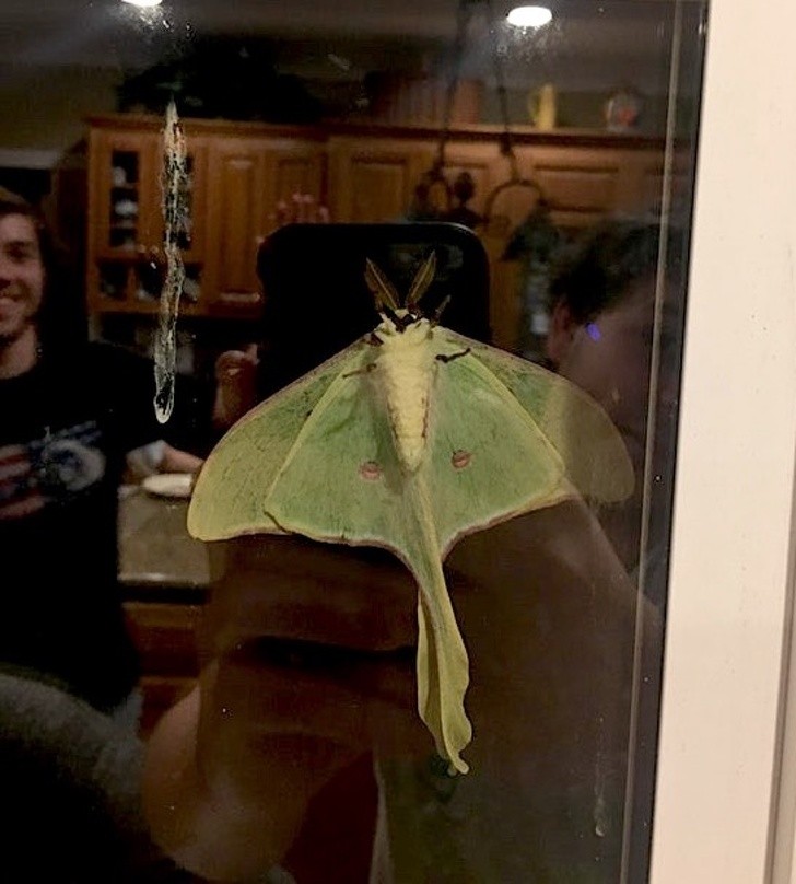 14. Un papillon de nuit extra-large en dehors la fenêtre !
