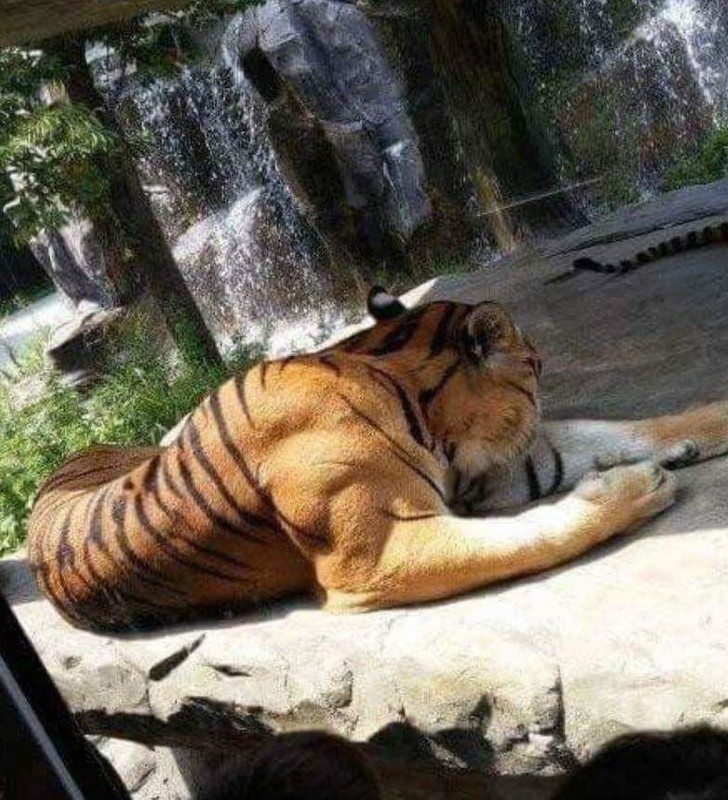 15. Ce tigre a dû aller à la gym.