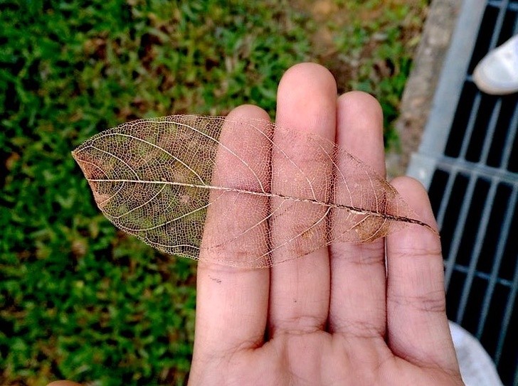 16. Une feuille en décomposition et maintenant presque transparente !