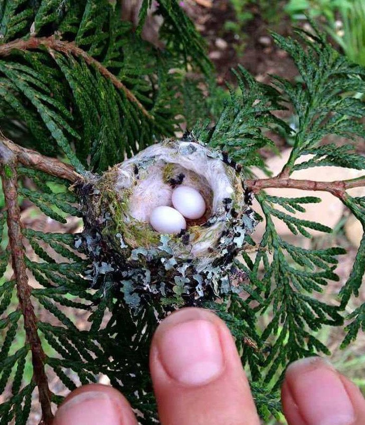 17. Zeer kleine kolibrie-eieren