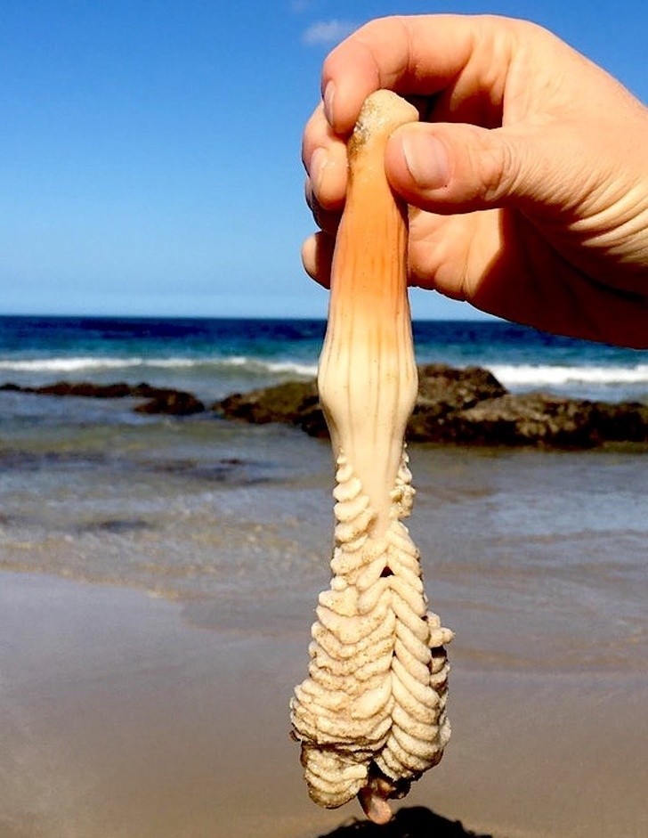 2. Vreemde buitenaardse wezens gevonden op het strand! In werkelijkheid is het een soort die behoort tot de pennatulaceas