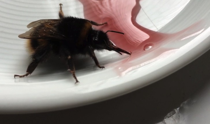 21. "J'ai donné du sirop à cette abeille qui semblait très fatiguée. Elle en a mangé et s'est envolée !"
