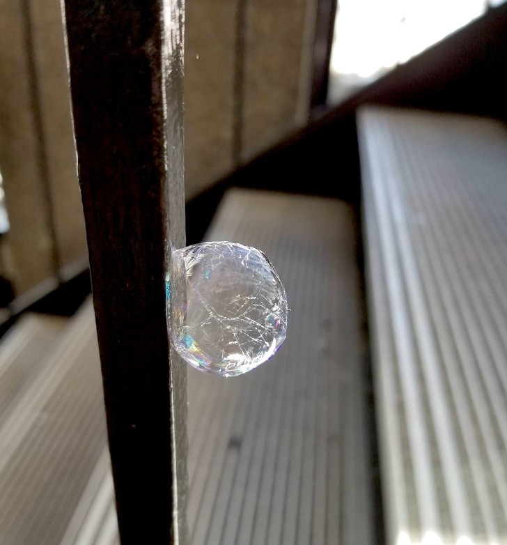 22. Een "gevangen" zeepbel in een spinnenweb: zoiets zie je niet elke dag