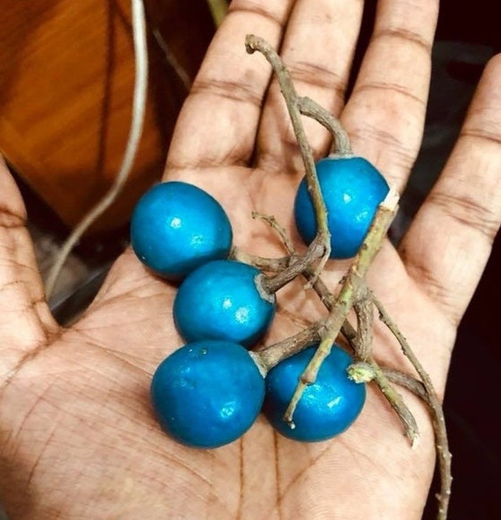 3. De très étranges variétés d'olives que l'on peut trouver au marché...