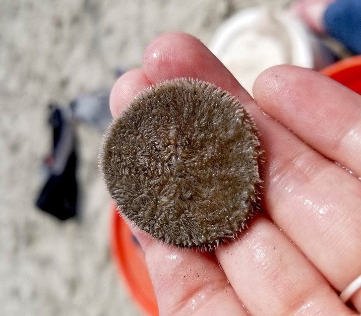 5. Dit vreemde wezen uit de zee-egel familie wordt een "zanddollar" genoemd