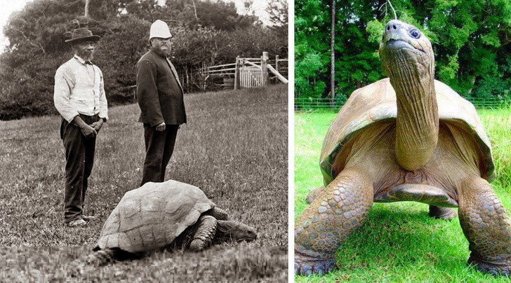 17. Jonathan, la tortue géante, en 1902 et 2017.