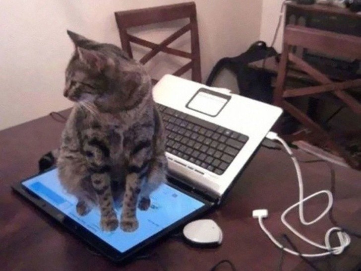 1. Cuando ordenas a un gato de sentarse sobre el teclado de tu pc, y él entiende y obedece.