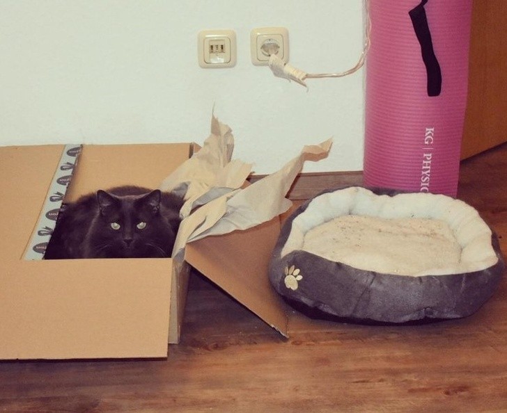 24. Son propriétaire a tout essayé pour convaincre le chat de dormir dans sa niche. Rien à faire : il préfère la boîte.