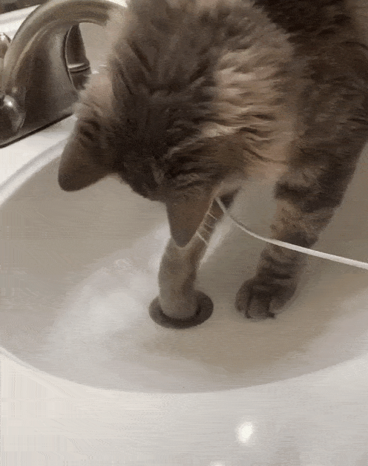 27. Wenn dein Ring ins Waschbecken fällt und du deine Katze, um Hilfe bitten musst