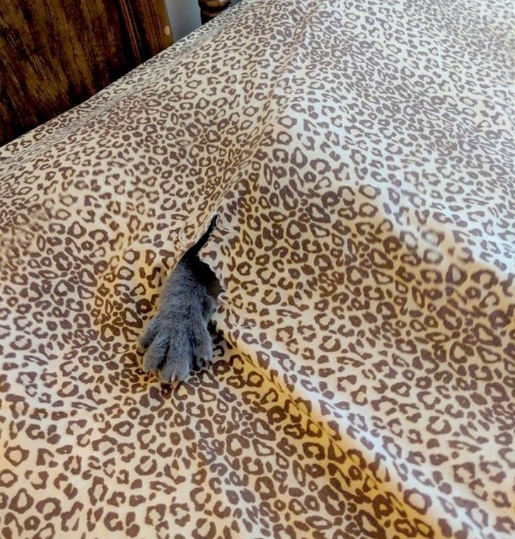 6. Un intruso entre las sábanas.
