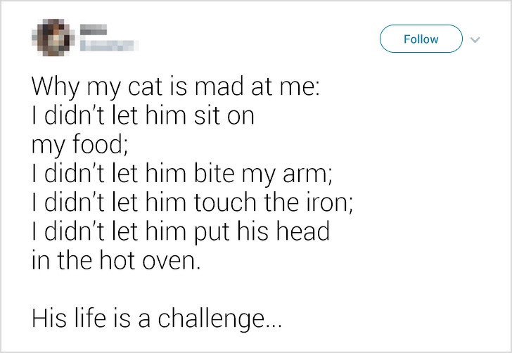 8 "Raisons pour lesquelles mon chat m'en veut : je ne le laisse pas s'asseoir sur ma nourriture, manger mon bras, toucher le fer, mettre sa tête dans le four chaud. Sa vie est un défi."