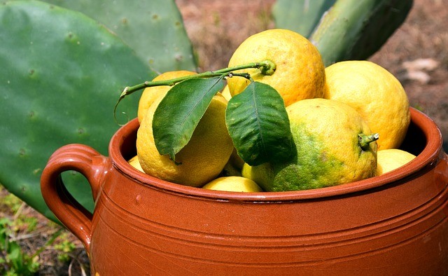 How to grow a lemon plant at home