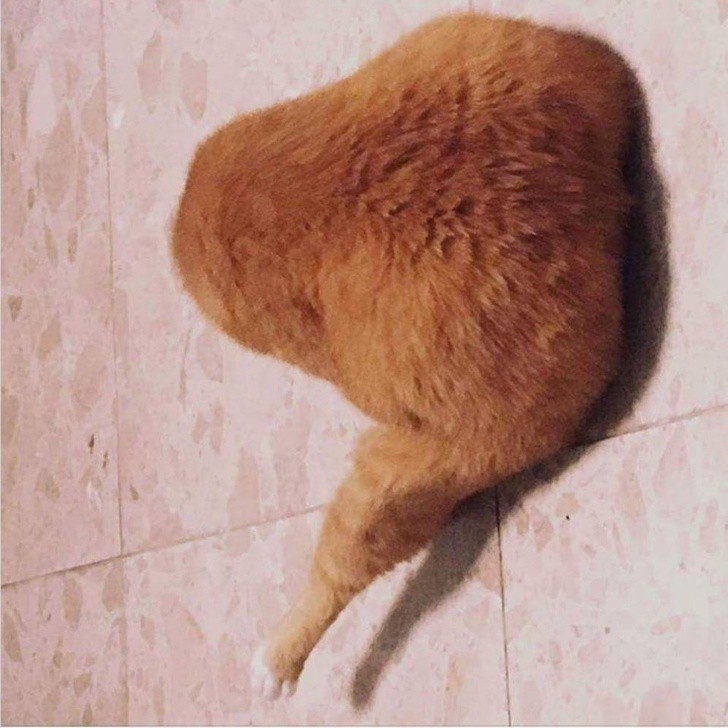 3. Die Form dieser Katze erinnert an das Bein eines gebackenen Huhns!