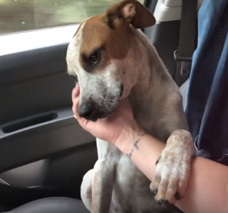 The way this puppy thanks this woman for adopting it moves us more than a thousand words - 1