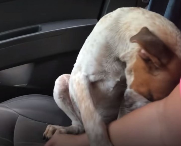 The way this puppy thanks this woman for adopting it moves us more than a thousand words - 2