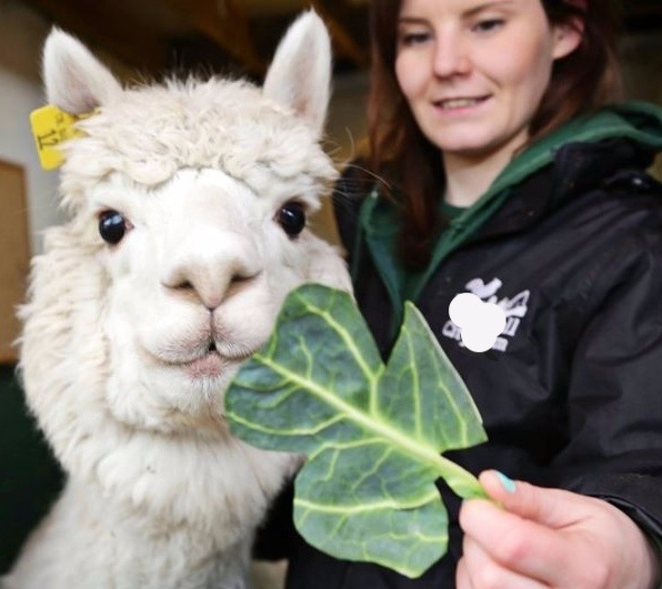 4. Un selfie con l'ultima alpaca al St. Paddy's Day a Londra