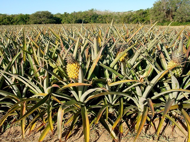 1. Een enkele ananas groeit op de stengel van de plant alsof het tarwe is