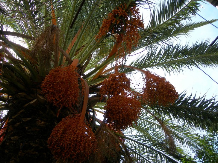 12. Dadels zijn het meest populaire en geconsumeerde fruit in Noord-Afrika en het Midden-Oosten. Sommigen zeggen dat enkele lokale bevolkingsgroepen zich alleen met dadels en water voeden