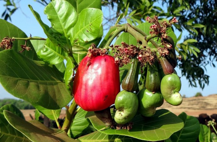 2. Cashewnoten groeien op bomen en zitten op een rode vrucht die in landen als Brazilië wordt gebruikt om drankjes en jam te produceren
