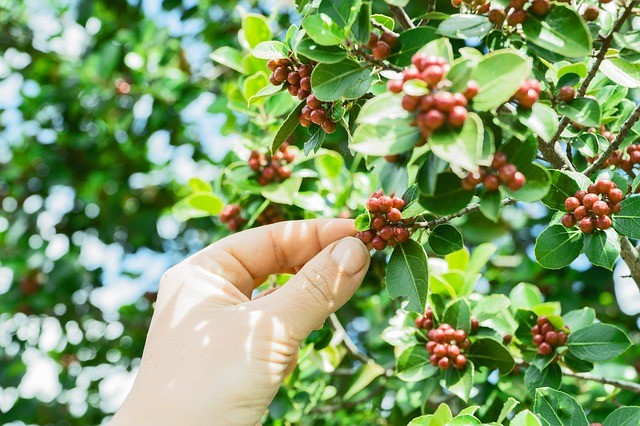 4. Koffie groeit aan de boom en heeft een mooie heldere rode kleur voordat het de bonen worden die ons 's morgens wakker maken!