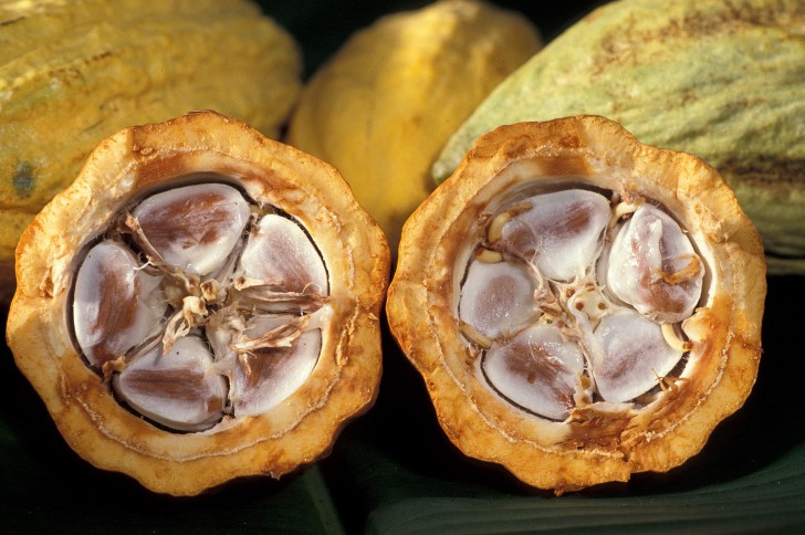 5. Cacao wordt geproduceerd met de vruchten van de gelijknamige boom die direct op de stam groeien en niet op de takken