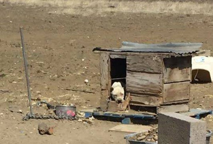 Violet werd gered samen met vijf andere honden in een woning in New Mexico.