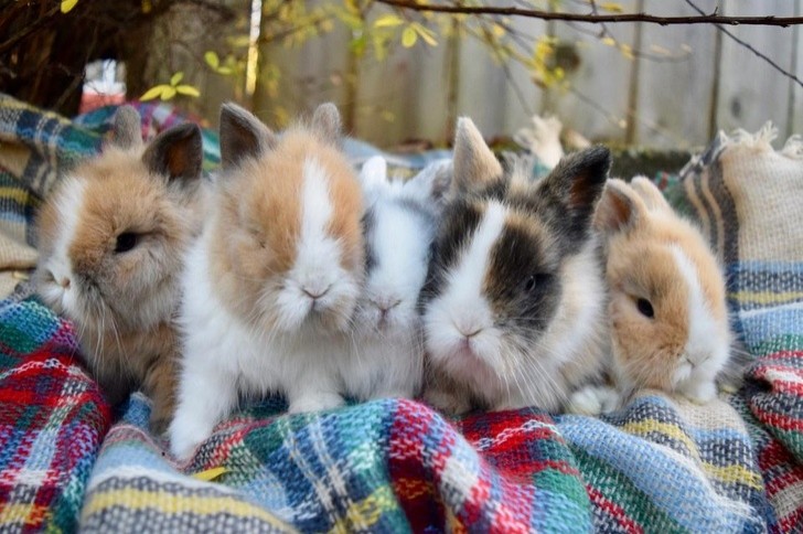 C'è qualcosa di più soffice di cinque coniglietti vicini vicini?