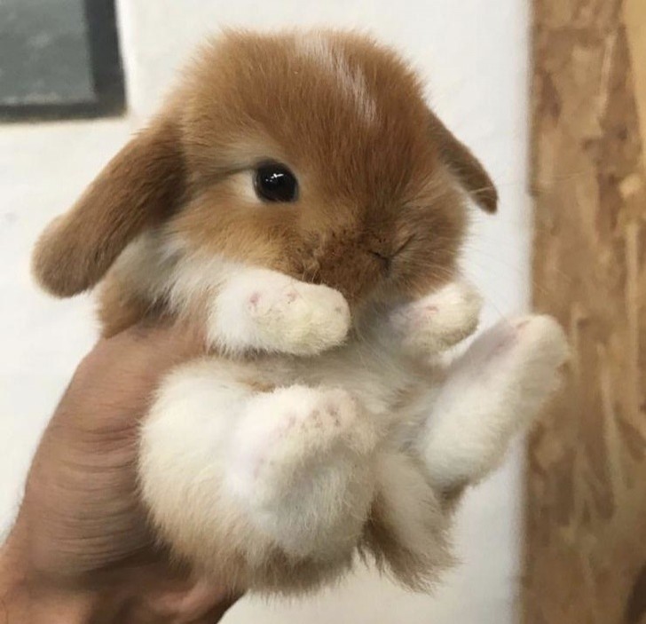 Chi vuole un coniglietto in più?