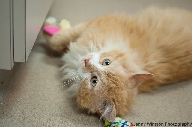 A cat travels 12 miles to return to his owners, but then they ask to have him euthanized! - 6