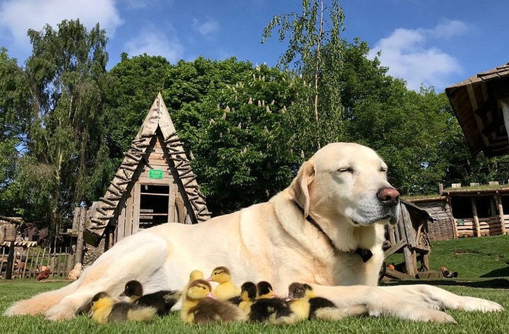 1. Als goede ouder zorgt ze voor elk type puppy, ook al is het niet van haar