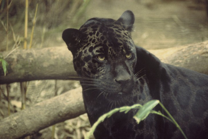 Un leopardo nero