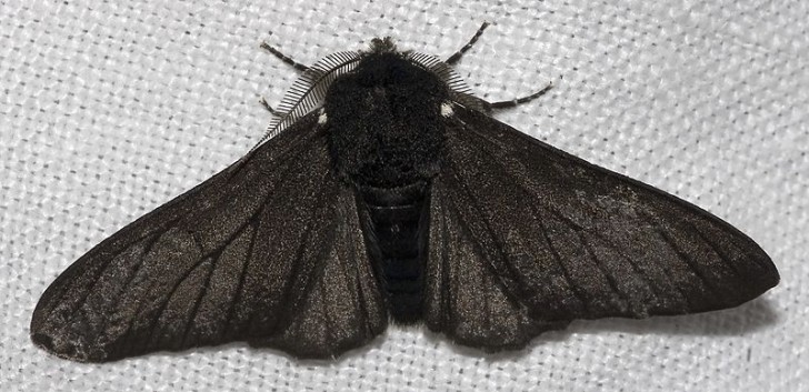 Una falena nera pepata