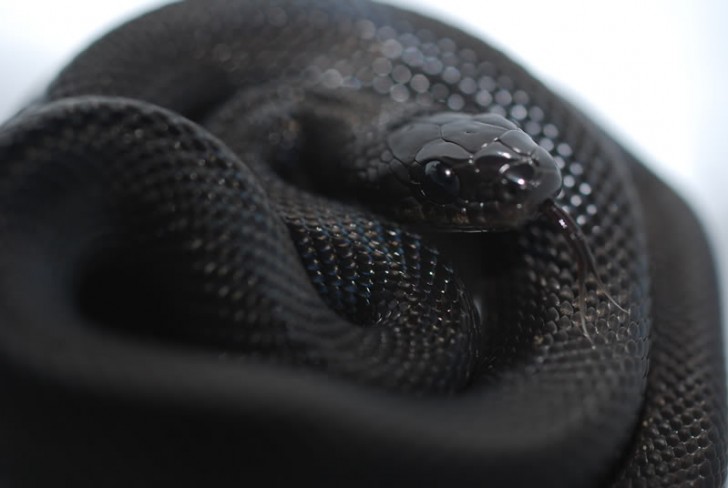 In de loop van de tijd vinden mensen steeds meer gevallen van melanisme in soorten die het voorheen niet hadden, zoals in het geval van deze glimmende zwarte slang