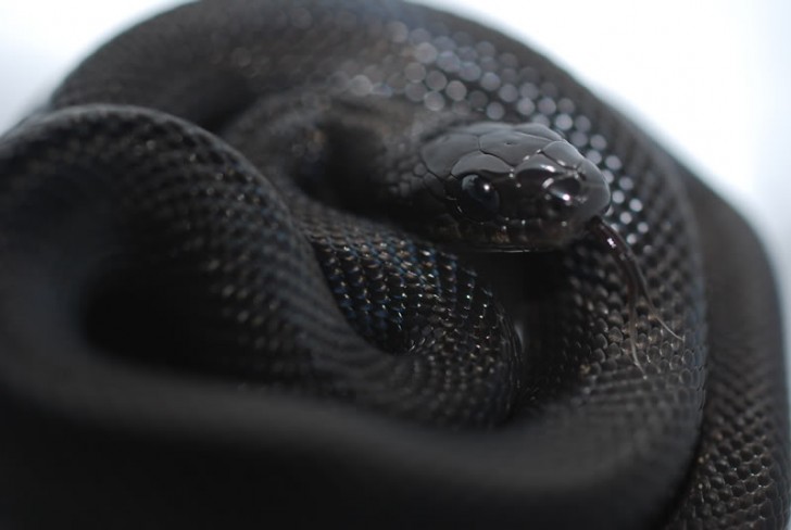 Serpente nero