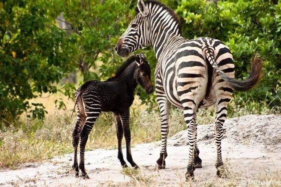 Una piccola zebra nera accanto a una zebra comune