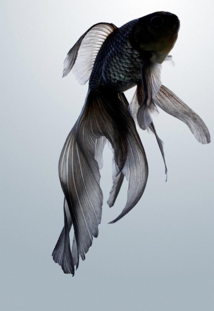 un pesce nero
