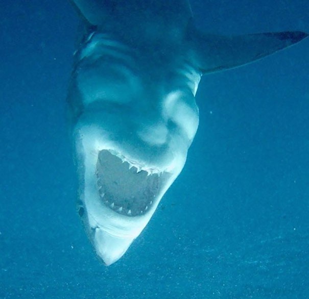 3. Das Gesicht einer schattigen Gestalt erschien auf dem Bauch dieses weißen Hais...