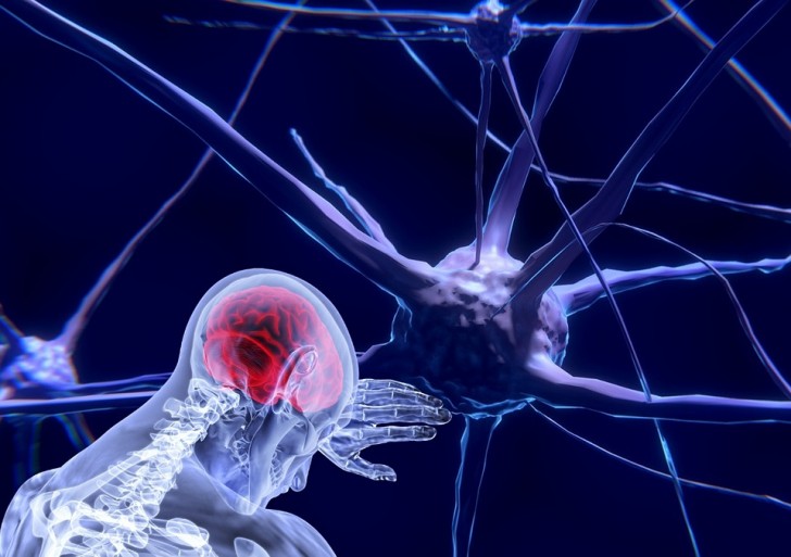 Le cerveau humain continue à produire des neurones même à l'âge adulte : une nouvelle étude relance le débat - 1