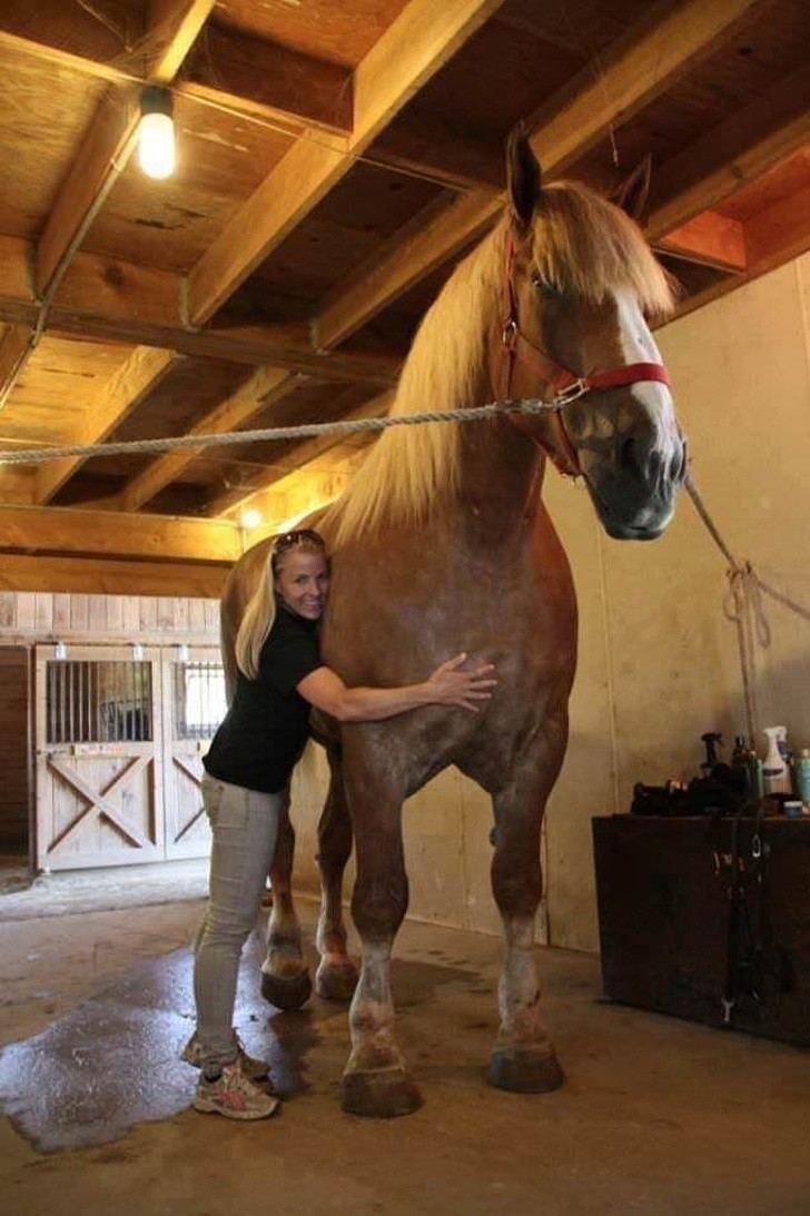 Er ist Big Jake, ein belgisches Zuchtpferd, das den Guinness Weltrekord für seine Größe gewann.